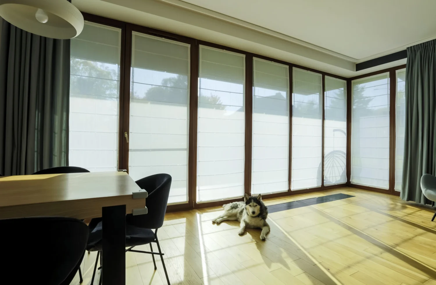 Hund liegt im Sonnenlicht auf einem Holzboden in einem Raum mit großen Fenstern